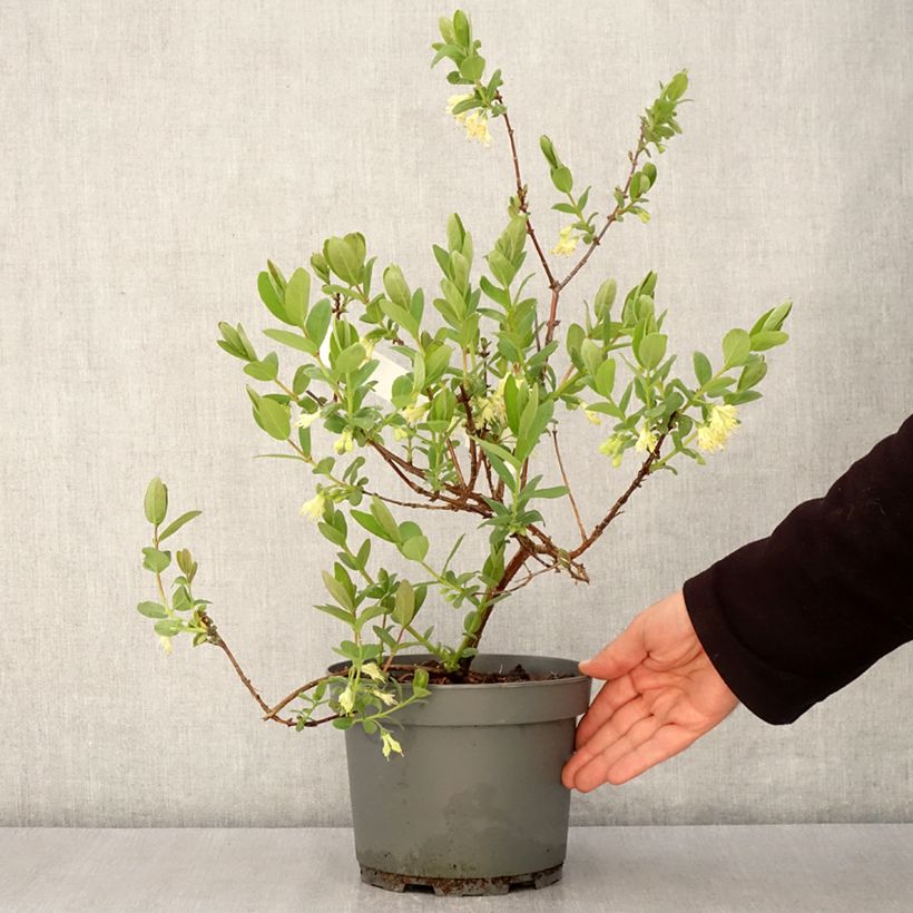 Spécimen de Lonicera caerulea caerulea var. kamtschatica  Zojka - Baie de mai Pot de 3L/4L, Touffe tel que livré au printemps