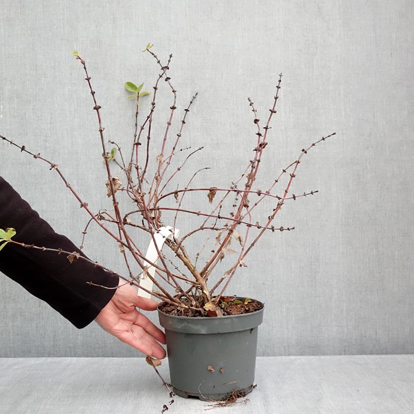Spécimen de Lonicera caerulea caerulea var. kamtschatica  Zojka - Baie de mai Pot de 3L/4L, Touffe tel que livré en automne
