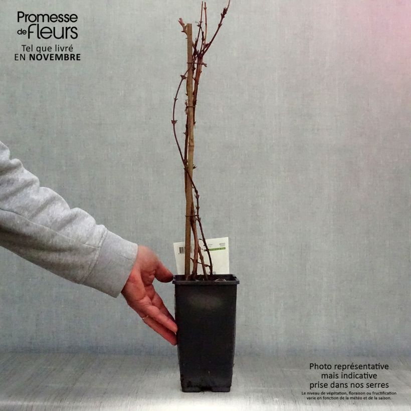 Spécimen de Lonicera caerulea ssp. kamtchatica - Baie de mai Pot de 1,5L/2L tel que livré en automne