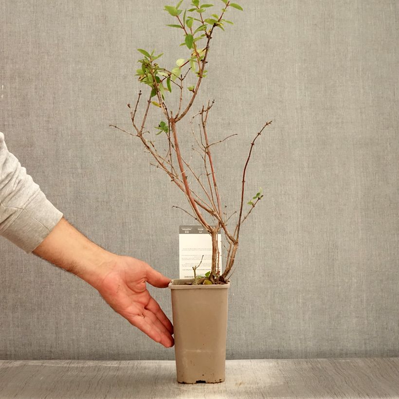 Spécimen de Lonicera caerulea var. kamtschatica Altaj - Baie de mai Pot de 1,5L/2L, Buisson tel que livré en automne
