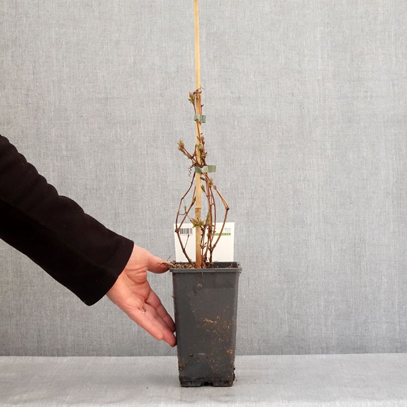 Spécimen de Lonicera caerulea var. kamtschatica Altaj - Baie de mai Pot de 1,5L/2L, Buisson tel que livré en hiver