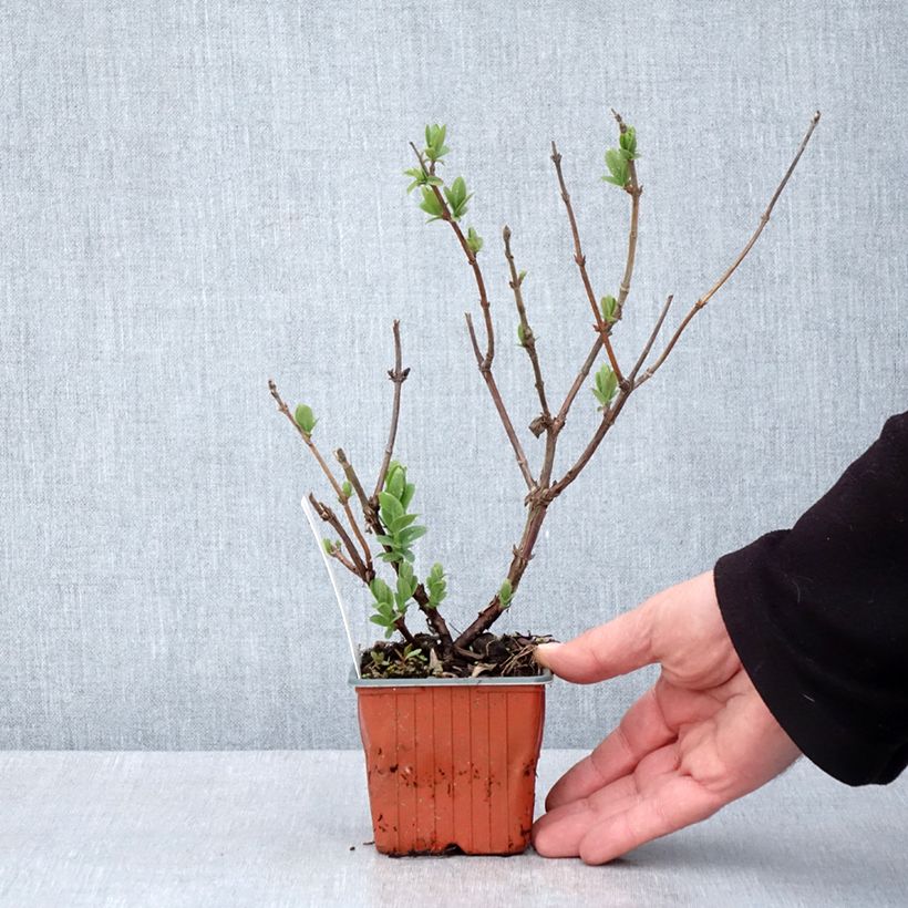 Spécimen de Lonicera caerulea var. kamtschatica Blue Velvet - Baie de mai Godet de 8/9 cm tel que livré au printemps