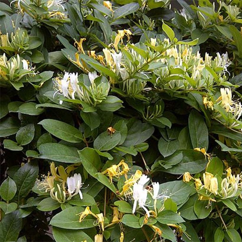 Chèvrefeuille - Lonicera similis var. delavayi (Floraison)