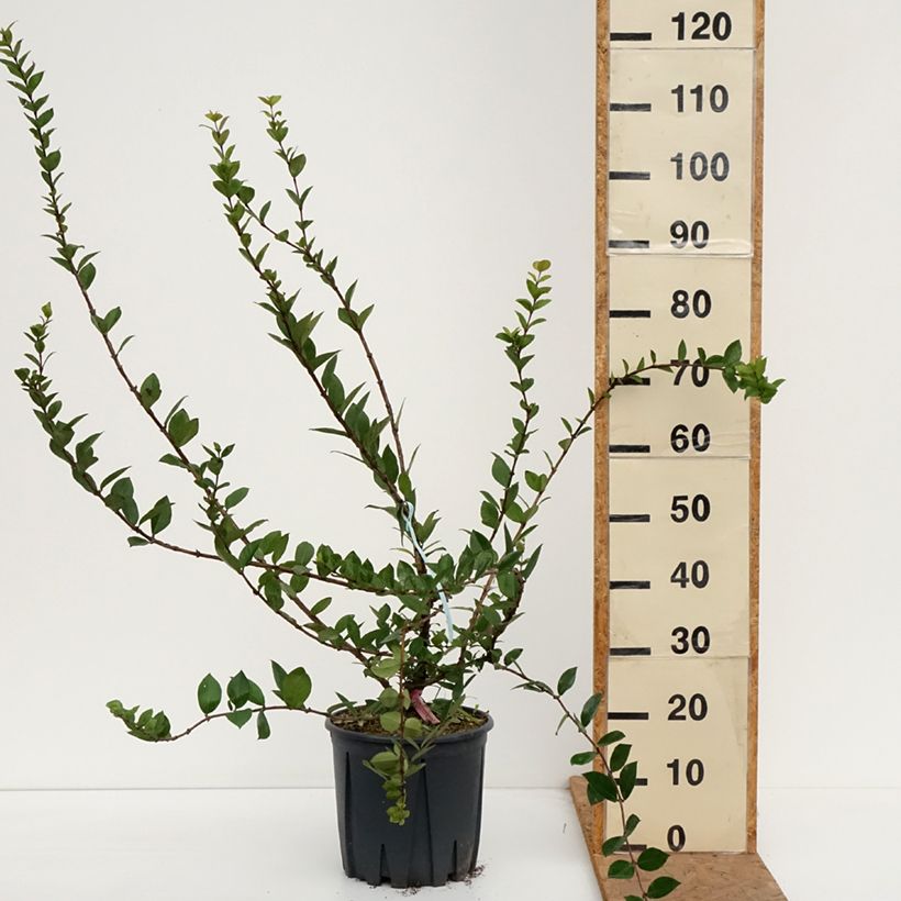 Spécimen de Lonicera fragrantissima - Chèvrefeuille d'hiver Pot de 7,5L/10L tel que livré en automne