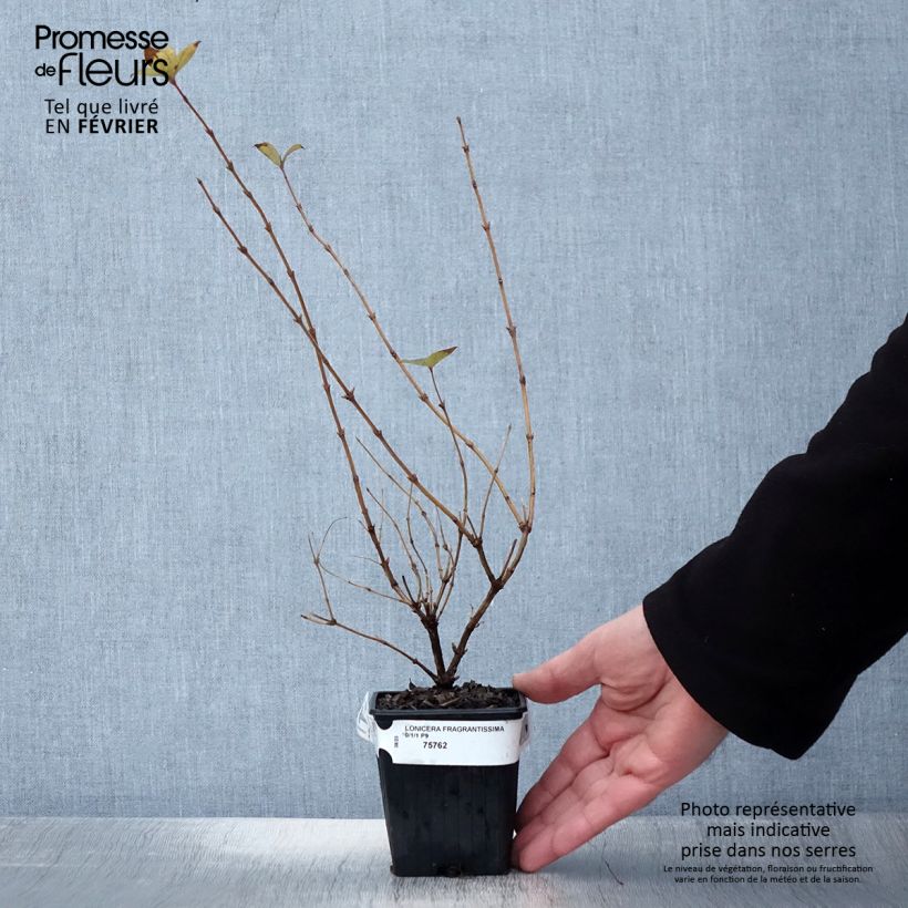 Spécimen de Lonicera fragrantissima - Chèvrefeuille d'hiver Godet de 8/9 cm tel que livré en hiver