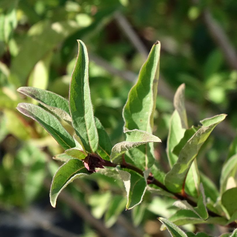 Lonicera involucrata var. ledebourii - Chèvrefeuille de Ledebour (Feuillage)