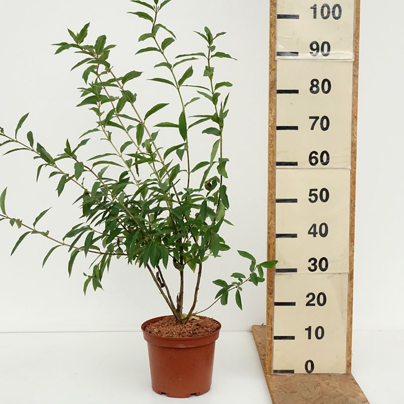Spécimen de Lonicera involucrata var. ledebourii - Chèvrefeuille de Ledebour Pot de 4L/5L tel que livré en automne