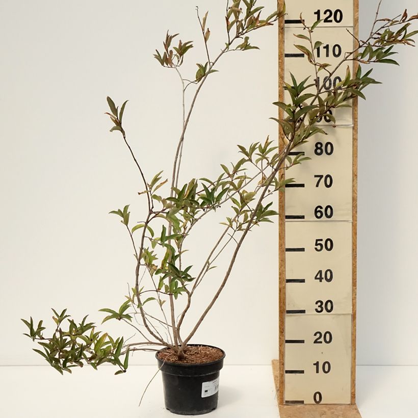 Spécimen de Lonicera involucrata var. ledebourii - Chèvrefeuille de Ledebour Pot de 4L/5L tel que livré en été