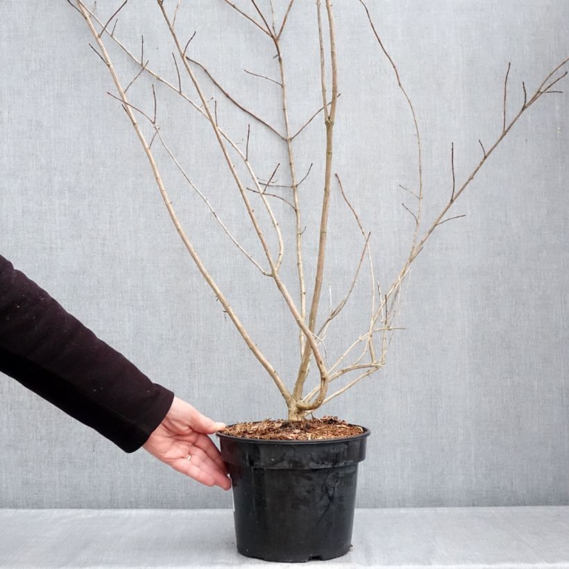 Spécimen de Lonicera involucrata var. ledebourii - Chèvrefeuille de Ledebour Pot de 4L/5L tel que livré en hiver