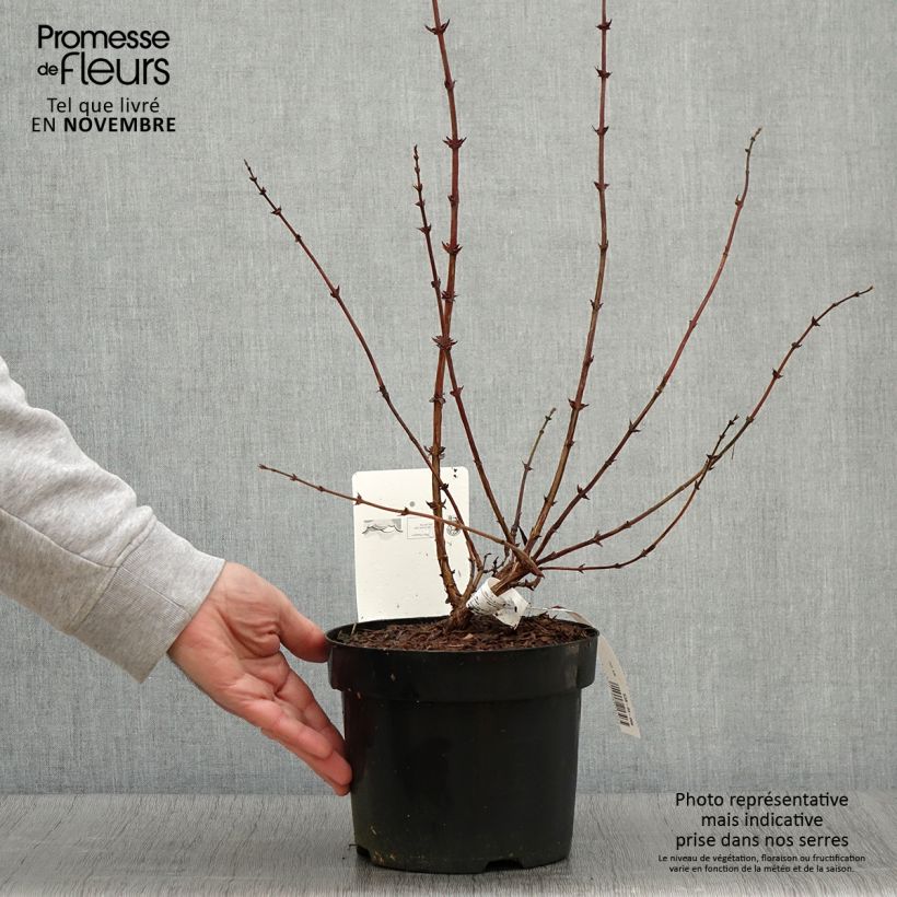 Spécimen de Lonicera kamtschatica Eisbär - Baie de Mai Pot de 1,5L/2L tel que livré en automne