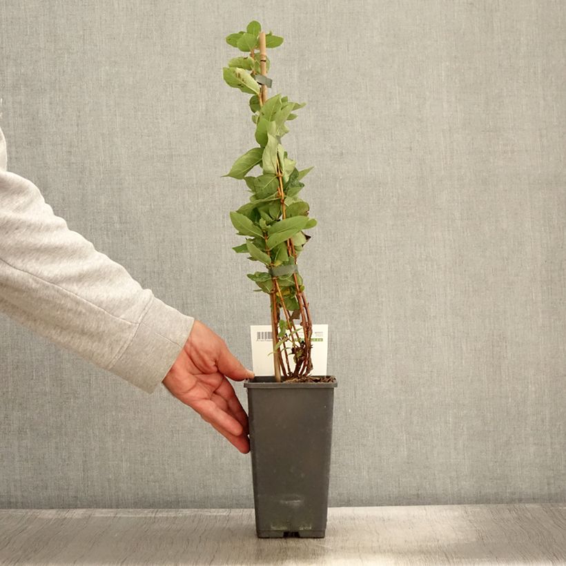 Spécimen de Lonicera kamtschatica Kalinka - Baie de mai Pot de 1,5L/2L tel que livré en automne