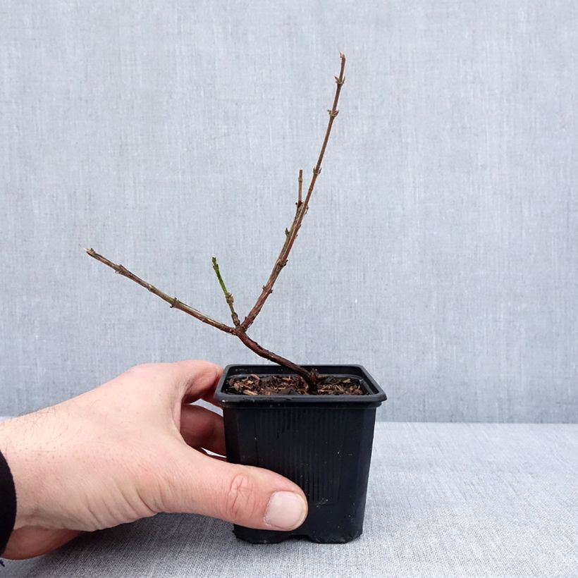 Spécimen de Lonicera kamtschatica Kiev - Baie de mai Godet de 8/9 cm, Buisson tel que livré en hiver