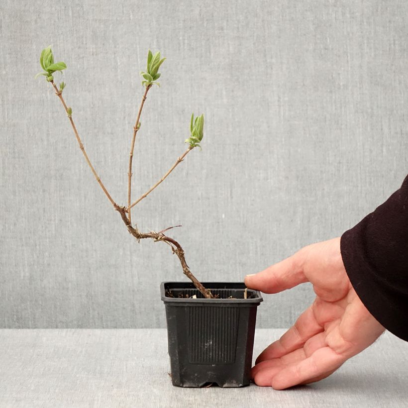 Spécimen de Lonicera kamtschatica Kiev - Baie de mai Godet de 8/9 cm, Buisson tel que livré au printemps