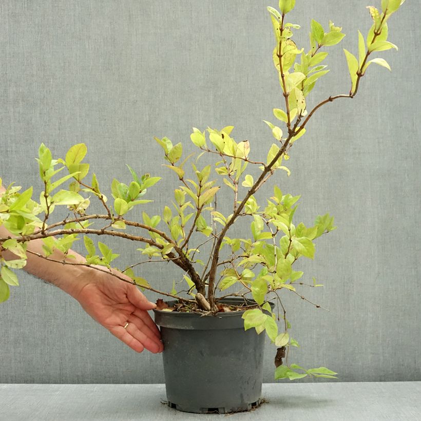 Spécimen de Lonicera maackii - Chèvrefeuille de Maack Pot de 4L/5L tel que livré en automne