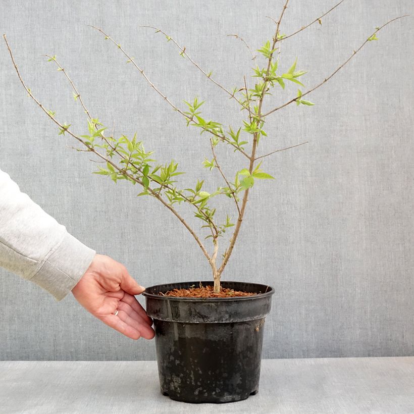 Spécimen de Lonicera maackii - Chèvrefeuille de Maack Pot de 4L/5L tel que livré au printemps