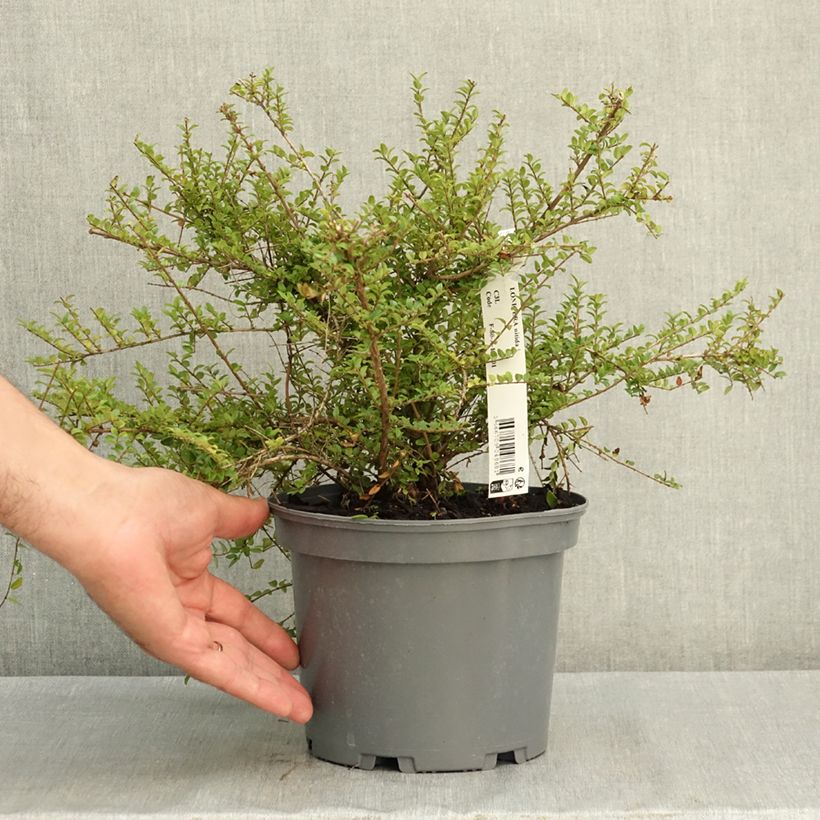 Spécimen de Lonicera nitida - Chèvrefeuille à feuilles de buis  Pot de 3L/4L tel que livré en été
