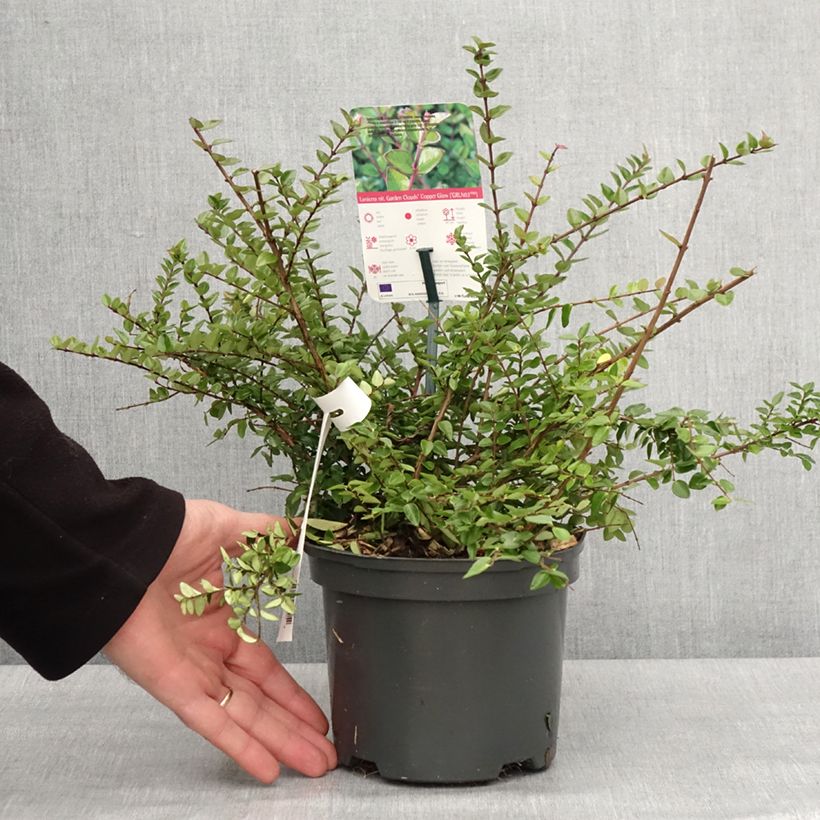 Spécimen de Lonicera nitida Garden Clouds Copper Glow - Chèvrefeuille arbustif Pot de 2L/3L tel que livré en hiver