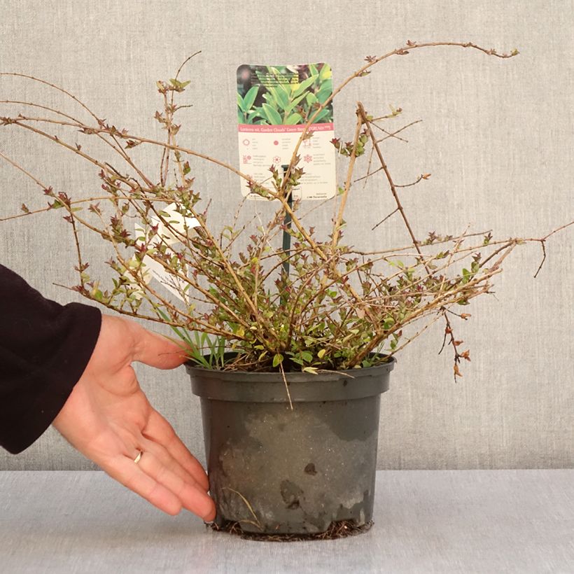 Spécimen de Lonicera nitida Garden Clouds Copper Glow - Chèvrefeuille arbustif Pot de 2L/3L tel que livré au printemps