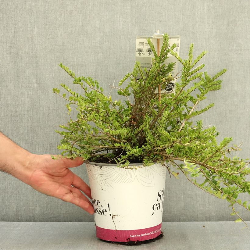 Spécimen de Lonicera nitida Garden Clouds Green Breeze - Chèvrefeuille arbustif Pot de 4L/5L tel que livré en été