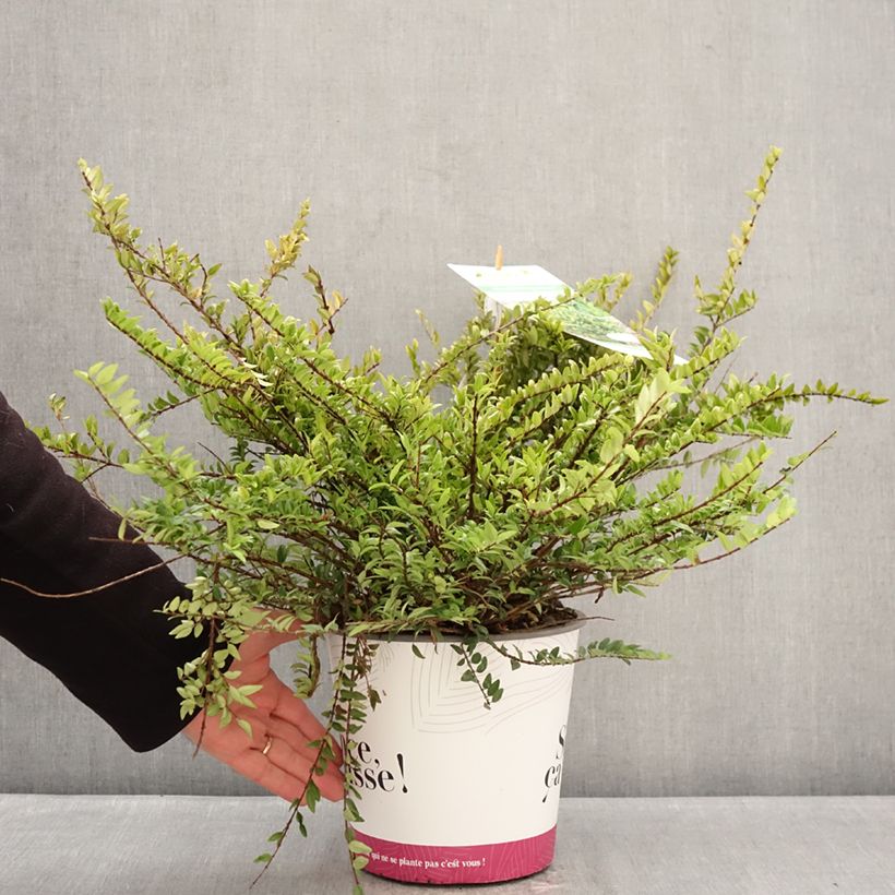 Spécimen de Lonicera nitida Garden Clouds Green Breeze - Chèvrefeuille arbustif Pot de 4L/5L tel que livré en hiver