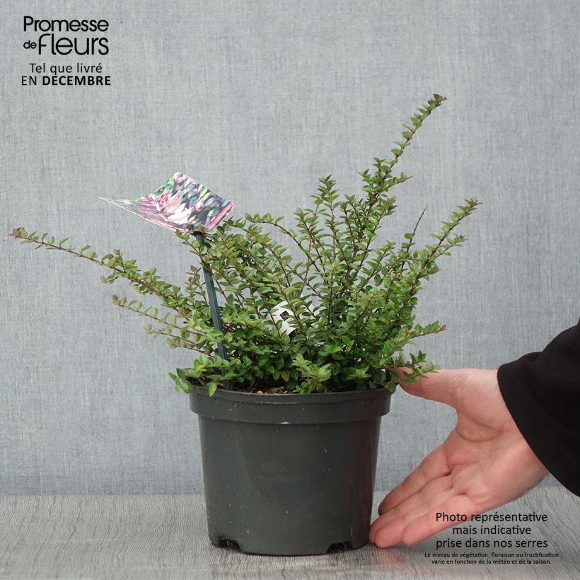 Spécimen de Lonicera nitida Garden Clouds Purple Storm - Chèvrefeuille arbustif Pot de 2L/3L tel que livré en automne