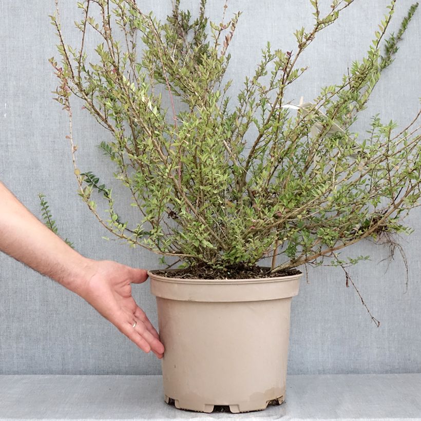 Spécimen de Lonicera nitida Garden Clouds Purple Storm - Chèvrefeuille arbustif Pot de 7,5L/10L tel que livré en été