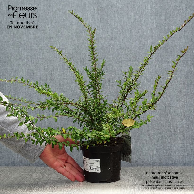 Spécimen de Lonicera nitida Hohenheimer Findling - Chèvrefeuille arbustif Pot de 1L/1,5L tel que livré en automne