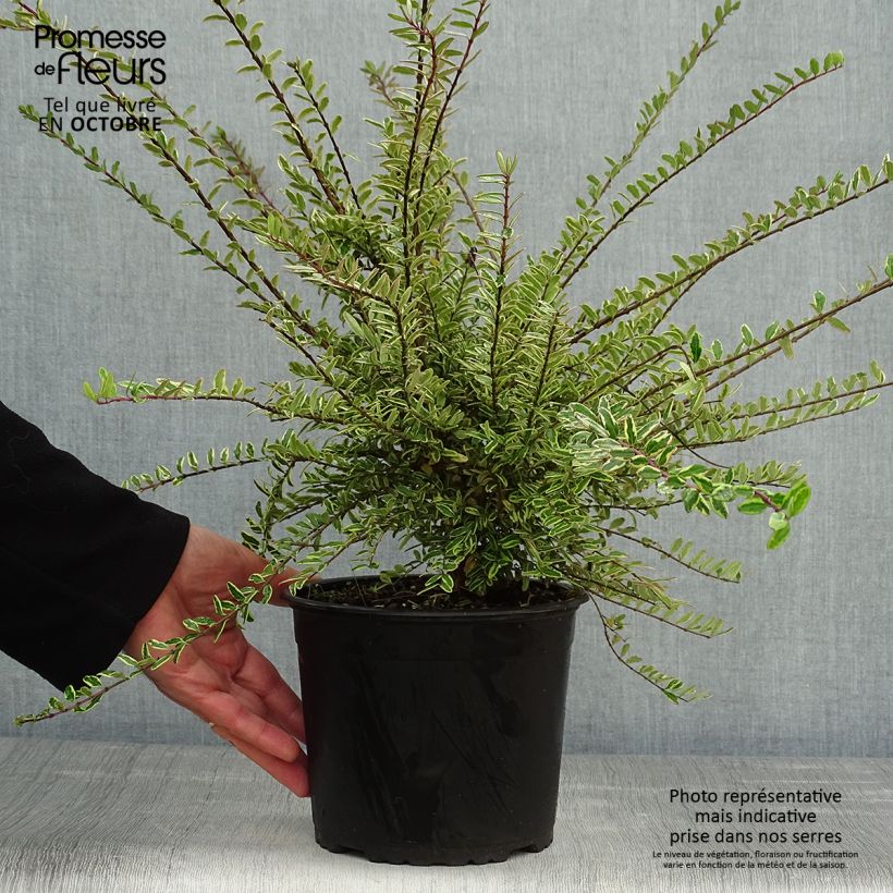 Spécimen de Lonicera nitida Lemon Beauty - Chèvrefeuille arbustif Pot de 2L/3L tel que livré en automne