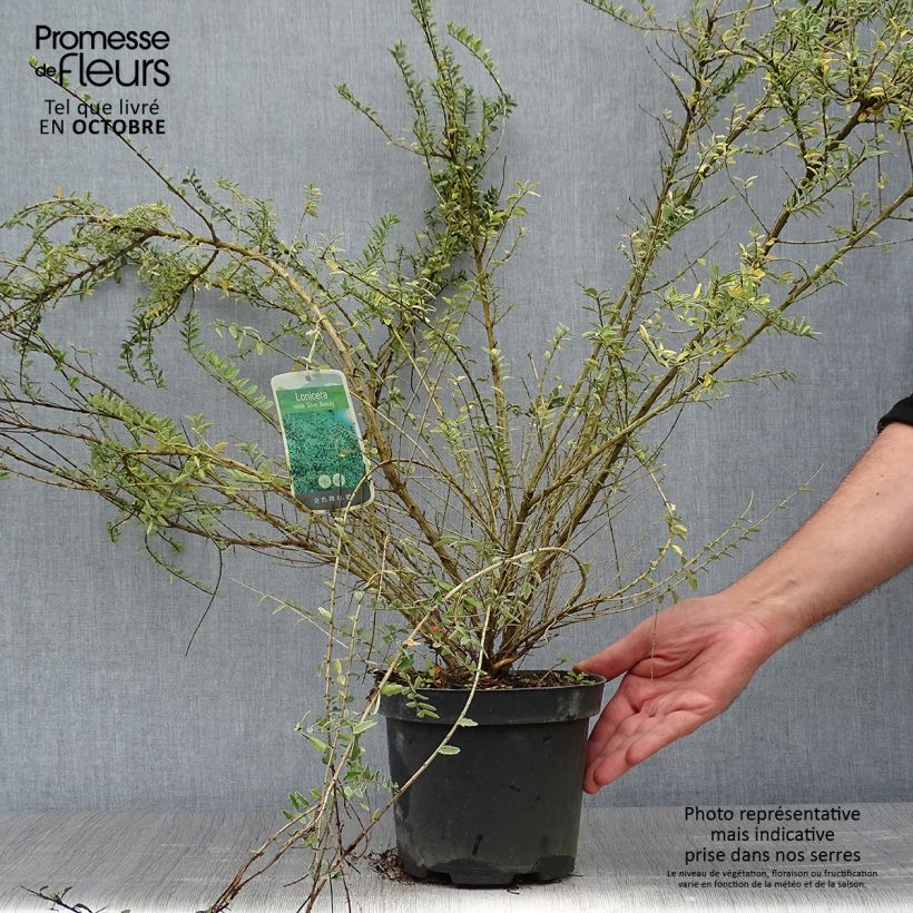 Spécimen de Lonicera nitida Silver Beauty - Chèvrefeuille nain arbustif Pot de 2L/3L tel que livré en automne