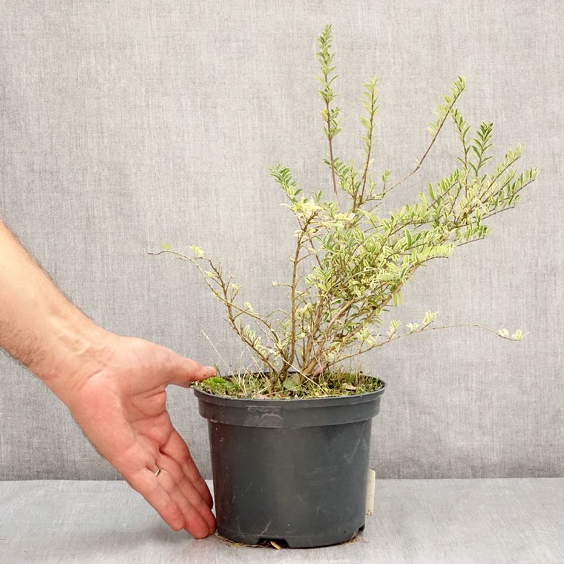 Spécimen de Lonicera nitida Twiggy - Chèvrefeuille à feuilles de buis Pot de 2L/3L tel que livré en été