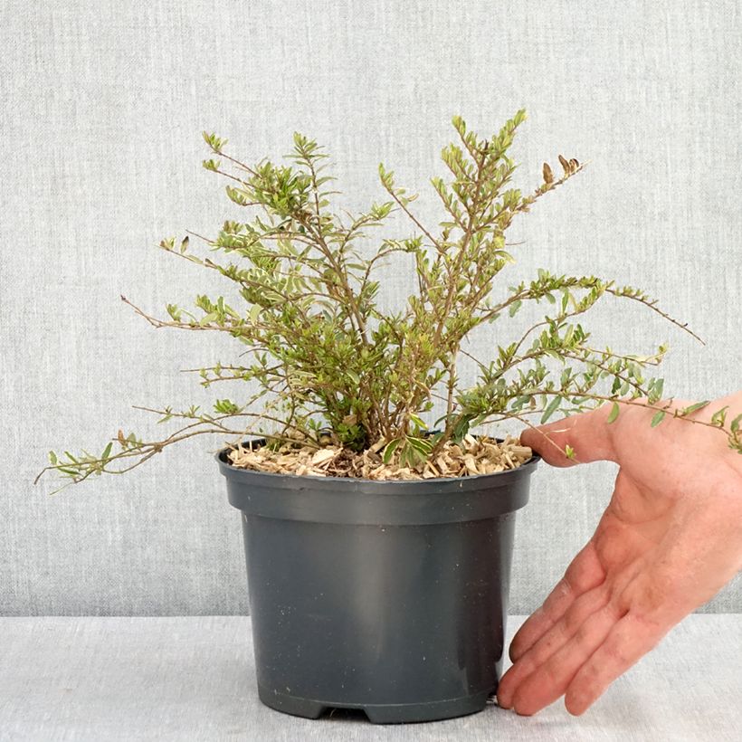 Spécimen de Lonicera nitida Twiggy - Chèvrefeuille à feuilles de buis Pot de 2L/3L tel que livré au printemps