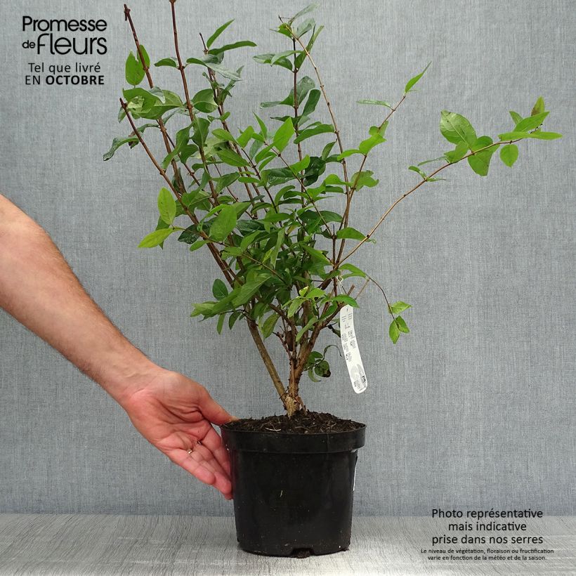 Spécimen de Lonicera tatarica - Chèvrefeuille de Tartarie Pot de 2L/3L tel que livré en automne
