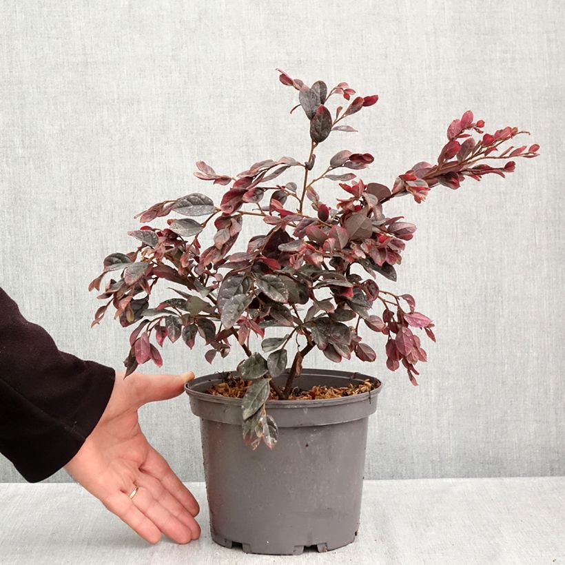 Spécimen de Loropetalum chinense Ever Red Pot de 3L/4L tel que livré en automne