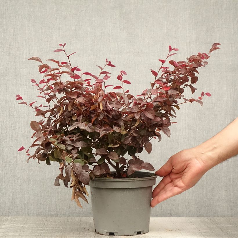 Spécimen de Loropetalum chinense Ever Red Pot de 3L/4L tel que livré en été