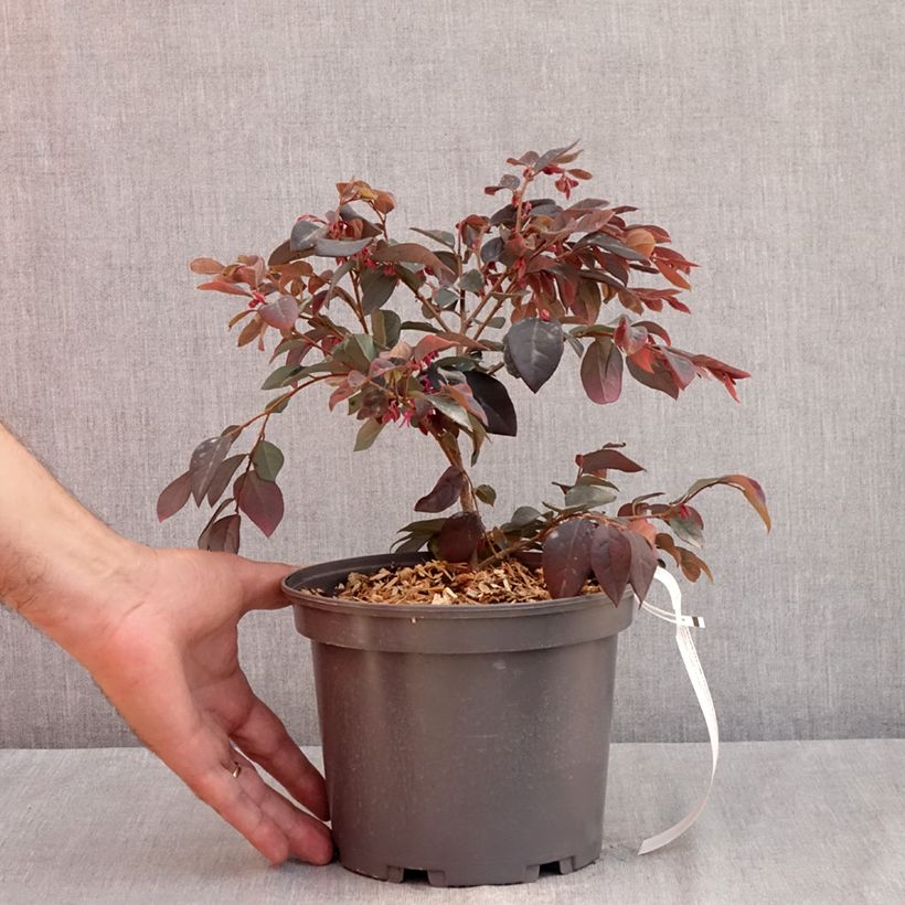 Spécimen de Loropetalum chinense Ever Red Pot de 3L/4L tel que livré en été