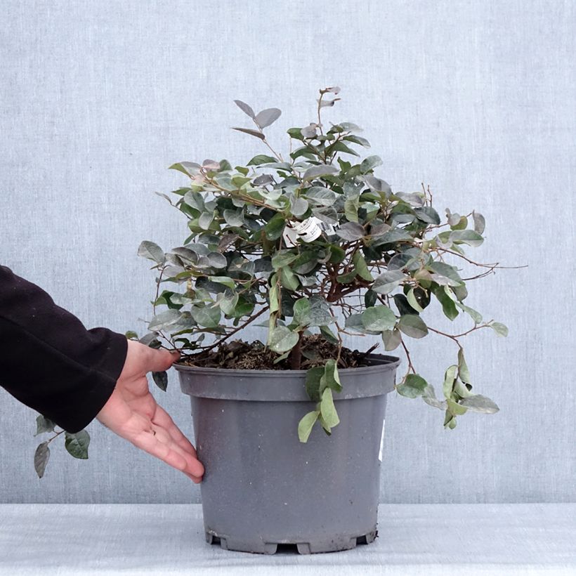 Spécimen de Loropetalum chinense Ever Red Pot de 7,5L/10L tel que livré en hiver