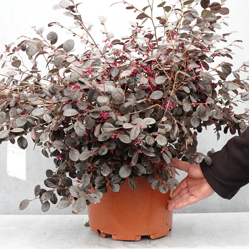 Spécimen de Loropetalum chinense Ever Red Pot de 7,5L/10L tel que livré au printemps