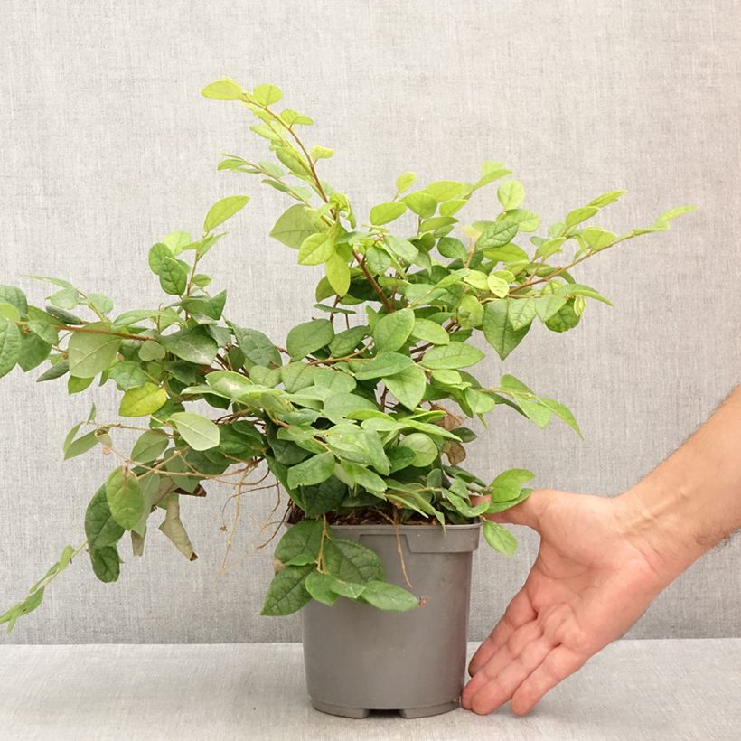 Spécimen de Loropetalum chinense - Loropétale de Chine Pot de 2L/3L tel que livré en été