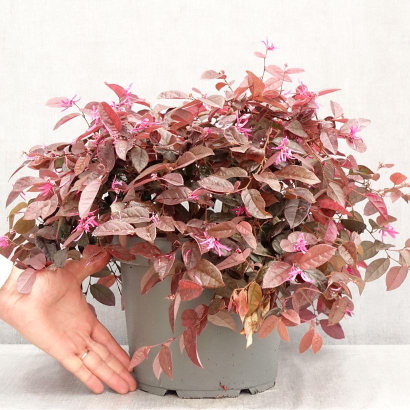 Spécimen de Loropetalum chinense - Loropétale de Chine Pot de 7,5L/10L tel que livré au printemps