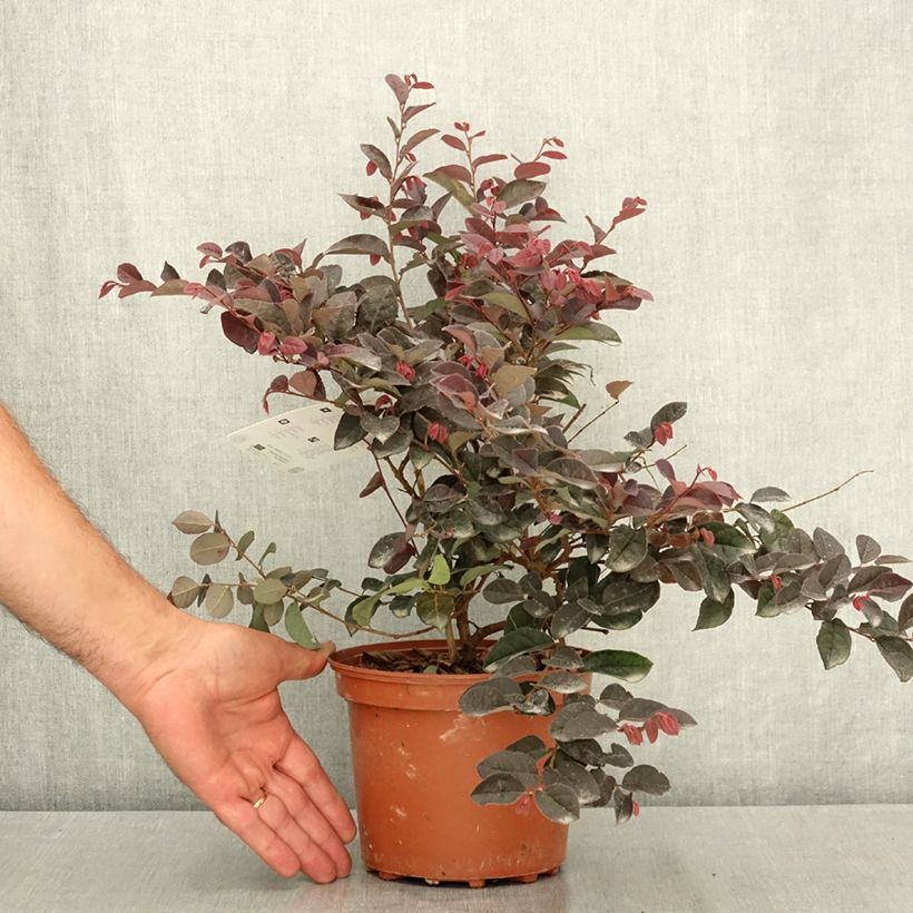 Spécimen de Loropetalum chinense Rose in Black - Loropétale de Chine Pot de 2L/3L tel que livré en été