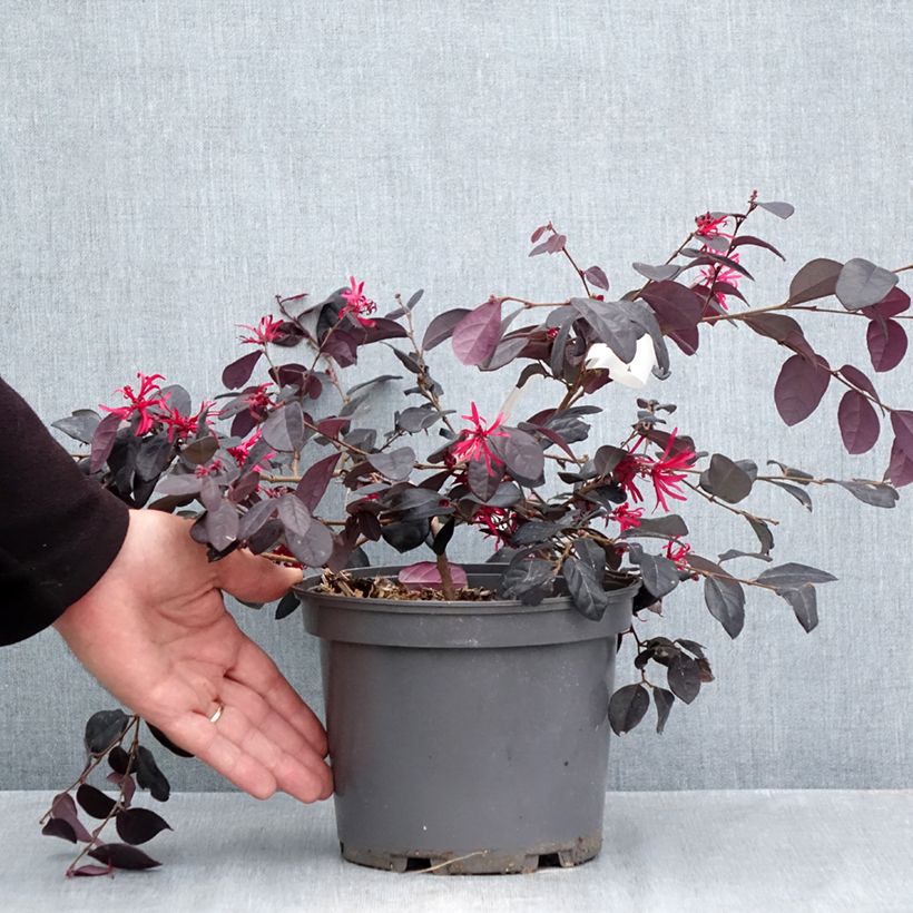 Spécimen de Loropetalum chinense Rouge de la Majorie - Loropétale de Chine Pot de 3L/4L tel que livré en automne