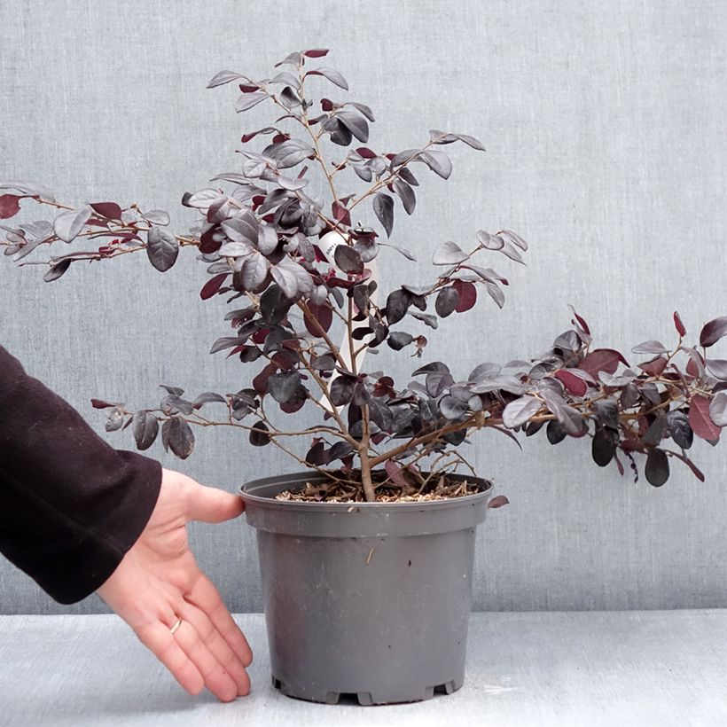 Spécimen de Loropetalum chinense Rouge de la Majorie - Loropétale de Chine Pot de 3L/4L tel que livré en hiver