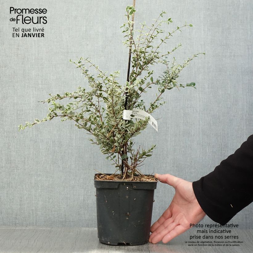 Spécimen de Luma apiculata Glanleam Gold - Myrte du Chili Pot de 3L/4L tel que livré en hiver