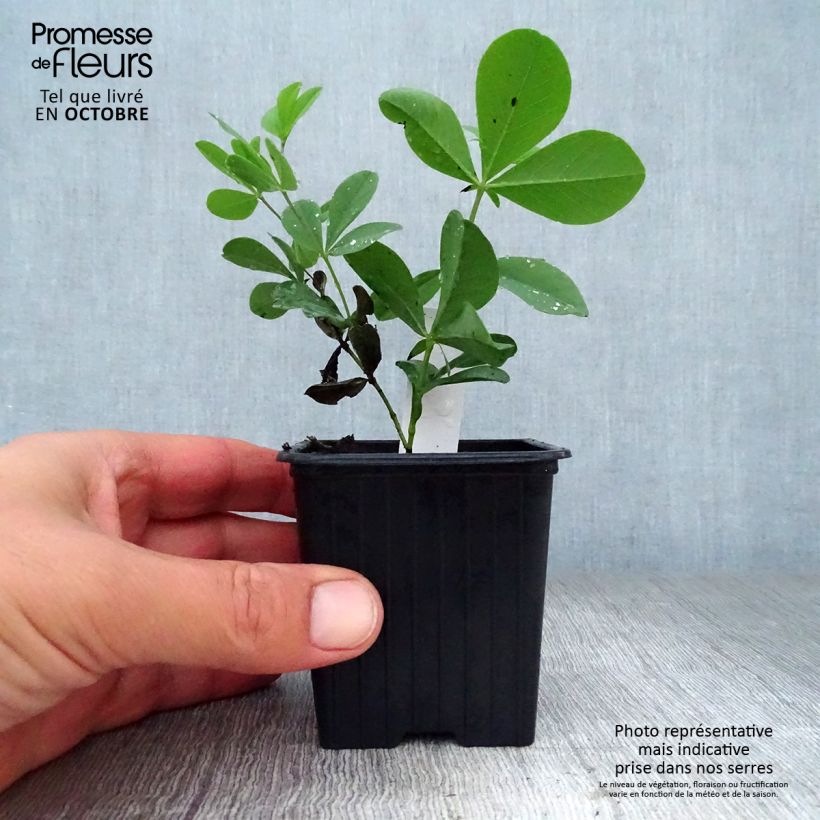 Spécimen de Lupin indigo, Baptisia australis Godet de 8/9 cm tel que livré en automne