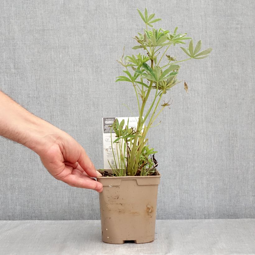 Spécimen de Lupin Le Chandelier jaune Pot de 2L/3L tel que livré en été