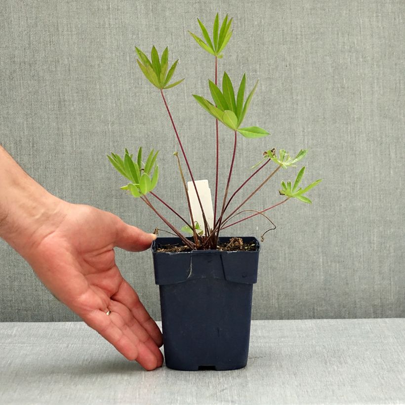 Spécimen de Lupin Le Gentilhomme (The Governor) bleu Pot de 2L/3L tel que livré au printemps