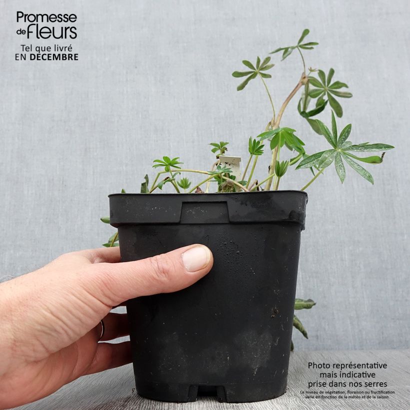 Spécimen de Lupin Mon Chateau (My Castle) rouge Pot de 2L/3L tel que livré en automne