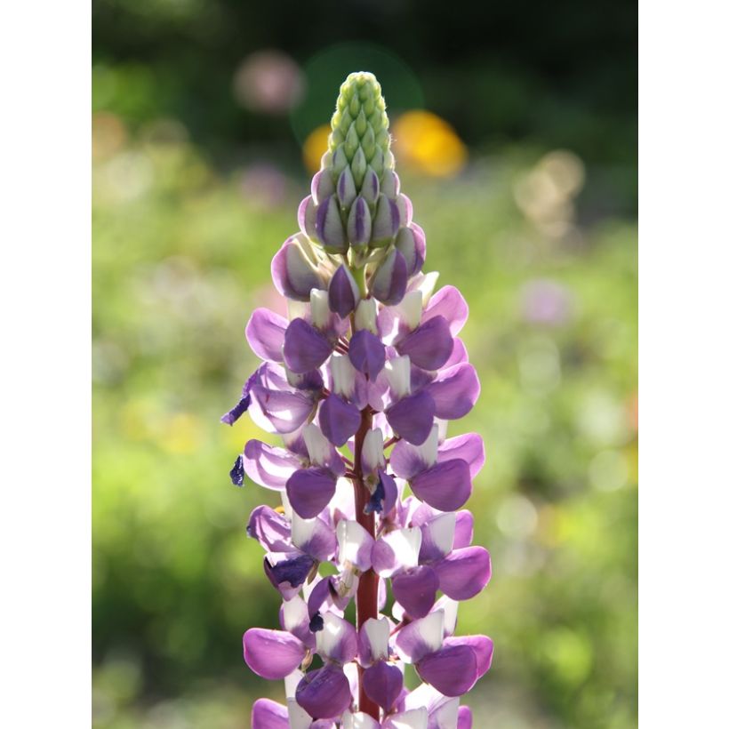 Lupin Le Gentilhomme (The Governor) bleu (Floraison)