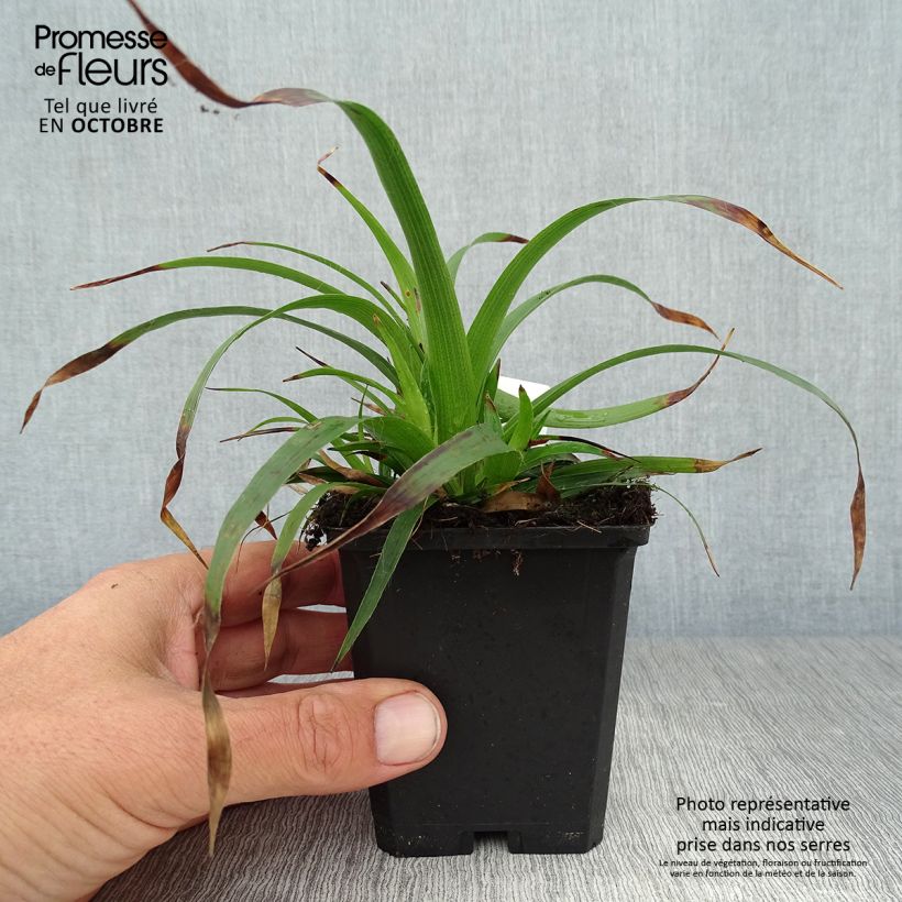 Spécimen de Luzula sylvatica - Luzule des bois Godet de 8/9 cm tel que livré en automne