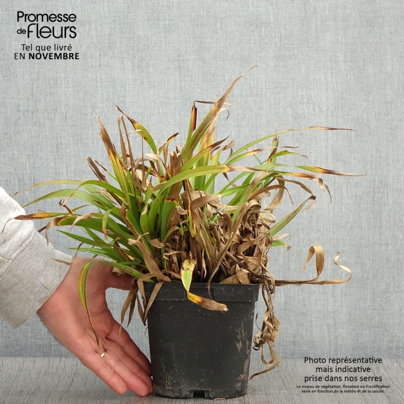 Spécimen de Luzula sylvatica - Luzule des bois Pot de 2L/3L tel que livré en automne